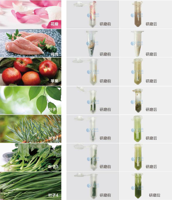 快速组织细胞破碎仪研磨前后效果图.jpg